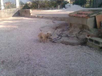 El triste perrito mini, 7 años atado a un metro de cadena..necesito acogida urgente. (Murcia)