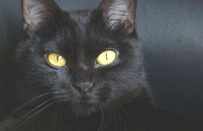 El viernes 13 es sinónimo de suerte para algunos y de mala fortuna para otros Cruzarse con un gato negro siempre ha sido señal de mala suerte