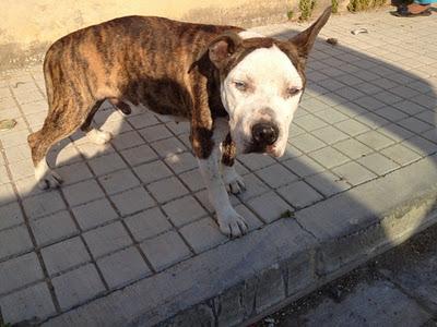 SOS PITBULL ESQUELETICO, CIEGO y MALTRATADO. SOS. MUY URGENTE. VALENCIA‏