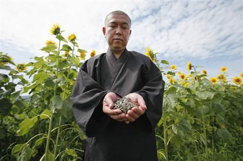 MONJES BUDHISTAS PLANTAN EN FUKUSHIMA 8 MILLONES DE GIRAS...