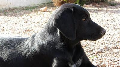 Black, cachorrón en adopción (Murcia)‏