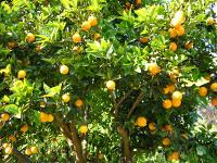 Conocer Sicilia Conocer Sicilia