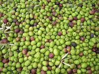 Sicilia y sus auténticos productos: frutas, quesos y aceites Sicilia y sus auténticos productos: frutas, quesos y aceites
