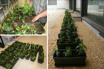 El compost de biorresiduos como componente de sustratos El compost de biorresiduos como componente de sustratos