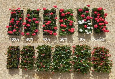 El compost de biorresiduos como componente de sustratos El compost de biorresiduos como componente de sustratos