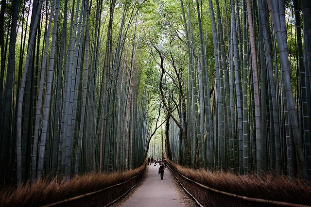 bamboo-forest