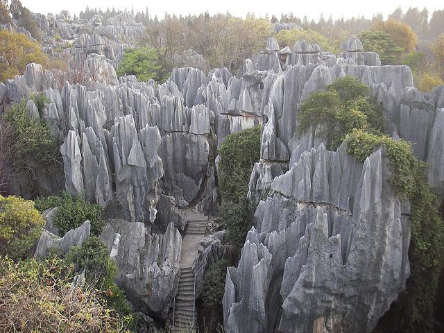 shilin-forest