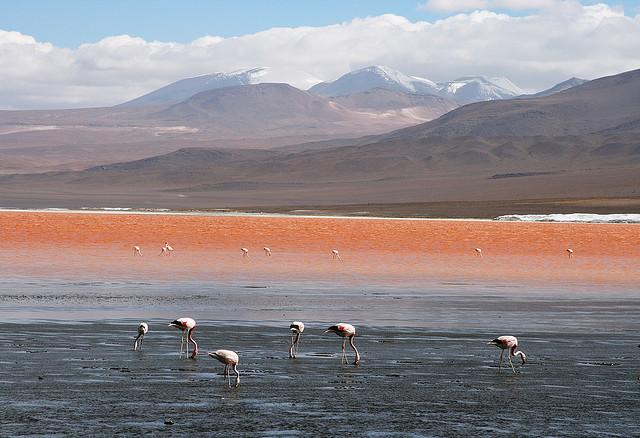 laguna-colorada