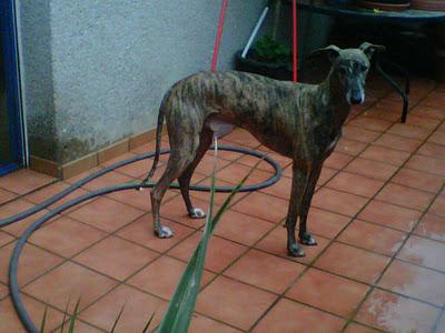 Dexter, galgo en adopción ¡¡¡ URGE, CIERRAN LA PROTE !!!