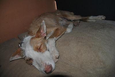 ARADIO PODENCO ABANDONADO CON FRACTURA DE FÉMUR!!! ARADIO PODENCO ABANDONADO CON FRACTURA DE FÉMUR!!!