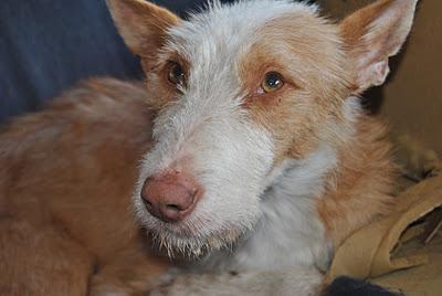 ARADIO PODENCO ABANDONADO CON FRACTURA DE FÉMUR!!! ARADIO PODENCO ABANDONADO CON FRACTURA DE FÉMUR!!!