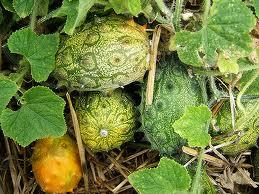 Kiwano, Fruta