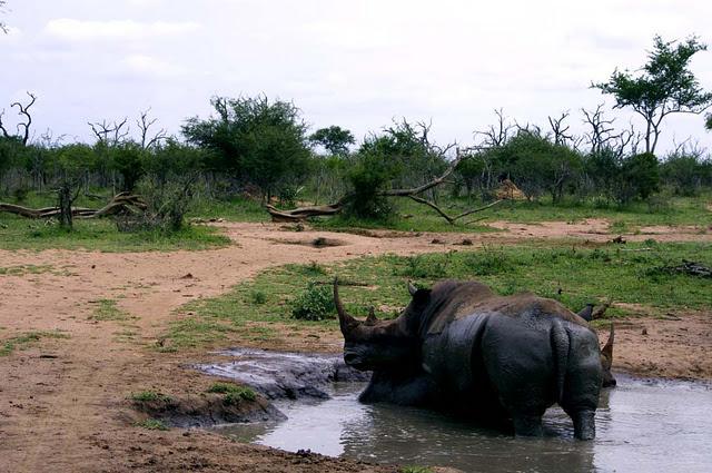 Hlane, leones entre monocultivos Hlane, leones entre monocultivos