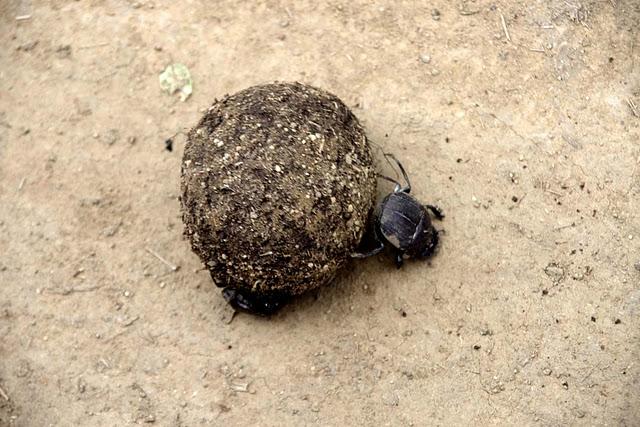 Hlane, leones entre monocultivos Hlane, leones entre monocultivos