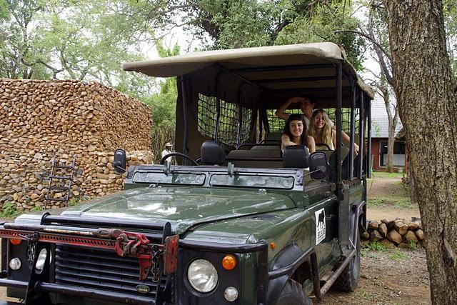 Hlane, leones entre monocultivos Hlane, leones entre monocultivos