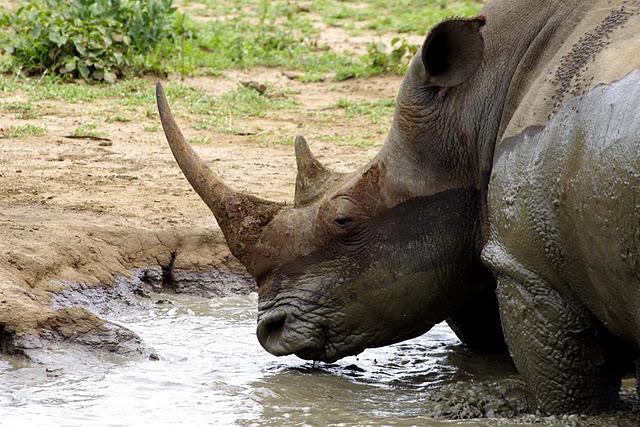 Hlane, leones entre monocultivos Hlane, leones entre monocultivos