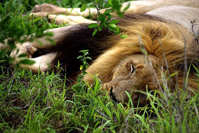 Hlane, leones entre monocultivos Hlane, leones entre monocultivos