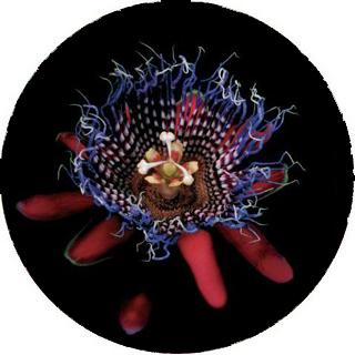 Flores fotos color intenso Flores fotos color intenso