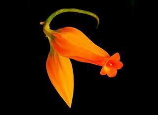 Flores fotos color intenso Flores fotos color intenso