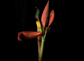 Flores fotos color intenso Flores fotos color intenso