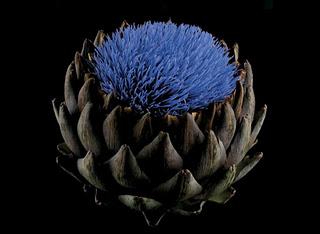 Flores fotos color intenso Flores fotos color intenso