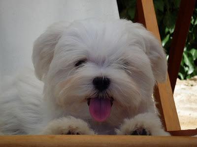 Cuidados del Bichón Maltés Cuidados del Bichón Maltés