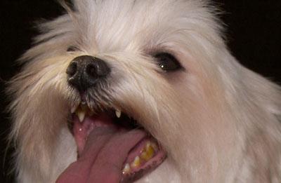 Cuidados del Bichón Maltés Cuidados del Bichón Maltés