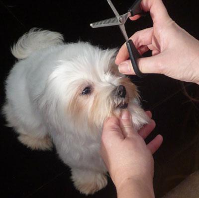Cuidados del Bichón Maltés Cuidados del Bichón Maltés