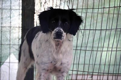 Chata, incapaz de adaptarse a un jaula - Arca Noé Córdoba.