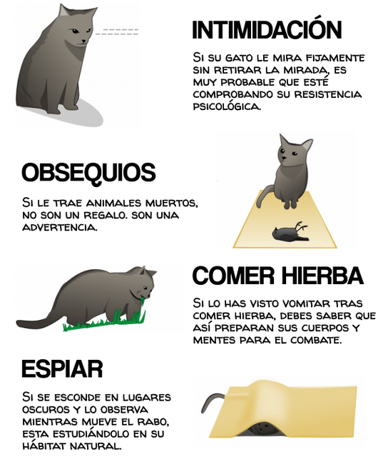 como-darse-cuenta-que-tu-gato-quiere-matarte-L-eoO7YY.png