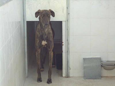 SOS! AYUDA, La perrera llena ¡SACRIFICAN a TODOS 26/1! Son invisibles ¡NADIE PREGUNTA por ellos! BADAJOZ