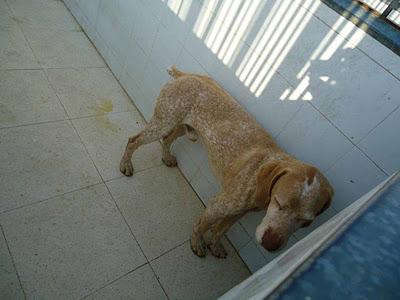 SOS! AYUDA, La perrera llena ¡SACRIFICAN a TODOS 26/1! Son invisibles ¡NADIE PREGUNTA por ellos! BADAJOZ