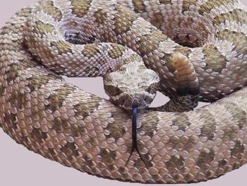 KAN – SERPIENTE KAN – SERPIENTE