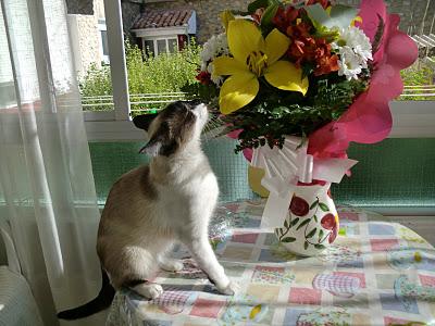 FLORES DE CUMPLEAÑOS FLORES DE CUMPLEAÑOS