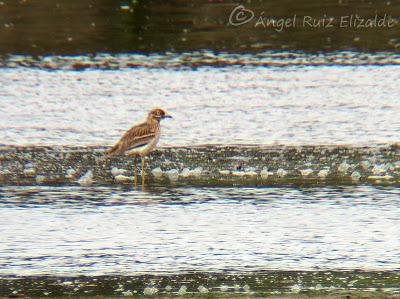 Alcaraván en el intermareal... Alcaraván en el intermareal...