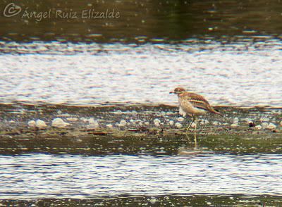 Alcaraván en el intermareal... Alcaraván en el intermareal...