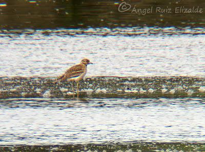 Alcaraván en el intermareal... Alcaraván en el intermareal...