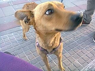 Preciosa cruce de galga con podenquita. (Cadiz)