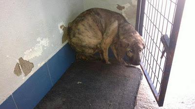 XENA, cachorrita ATERRADA en la perrera de Badajoz