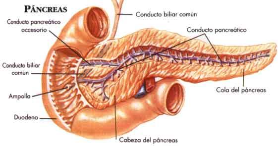 pancreatitis pancreatitis ¿Qué es la pancreatitis?