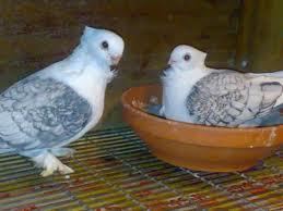 fotos aves palomas fotos aves palomas