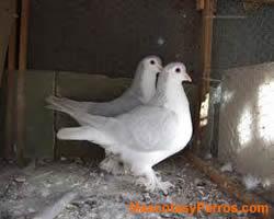 fotos aves palomas fotos aves palomas