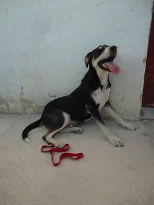 CHETO, CRUCE DE HUSKY PEQUEÑO Y SIMPÁTICO EN PERRERA DE JAÉN, PELIGRO DE SACRIFICIO!