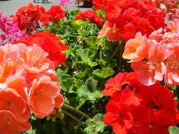 Nuestra gratitud a Dios Nuestra gratitud a Dios