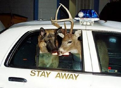 Engrandeciendo el espiritu WTF fotos divertidas