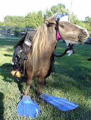 Engrandeciendo el espiritu WTF fotos divertidas