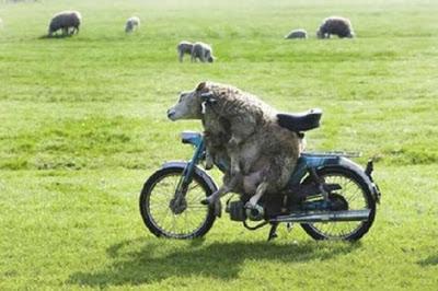 Engrandeciendo el espiritu WTF fotos divertidas