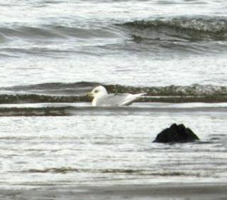 Un adulto de gaviota polar