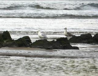 Un adulto de gaviota polar