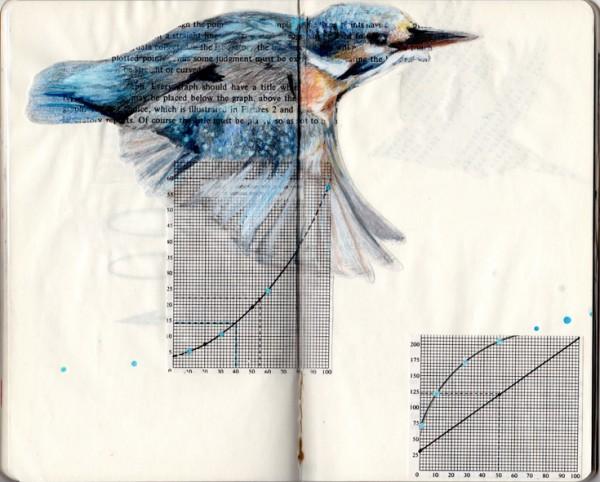 birds-2-600x482 Pájaros